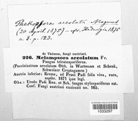 Thekopsora areolata image